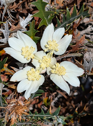 lesueur southern cross