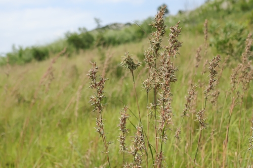 Cymbopogon tortilis observed 2026-09-11