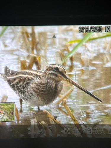 Common Snipe