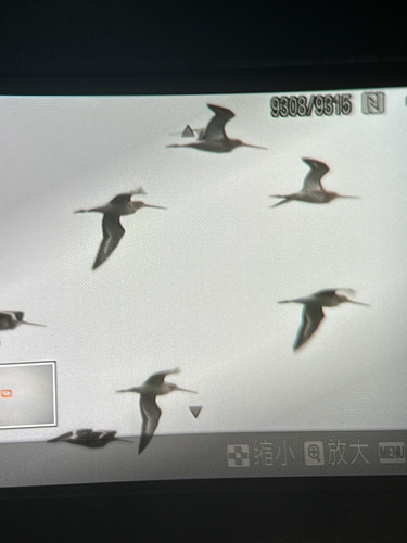 Black-tailed Godwit