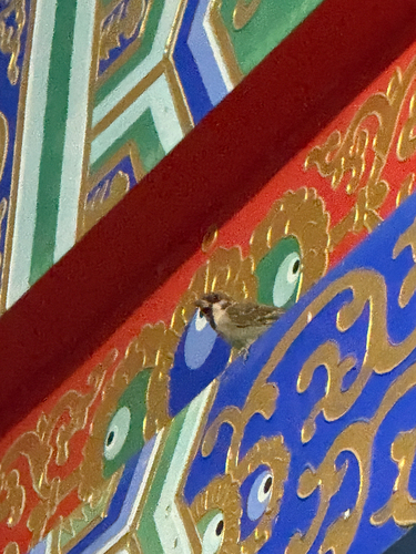 Eurasian Tree Sparrow