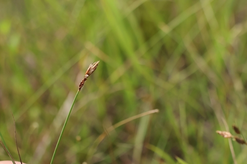 Abildgaardia ovata observed 2026-09-11