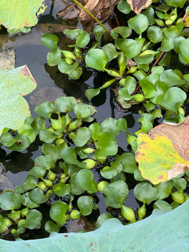 common water hyacinth