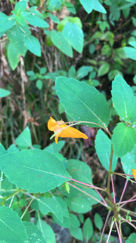 common jewelweed