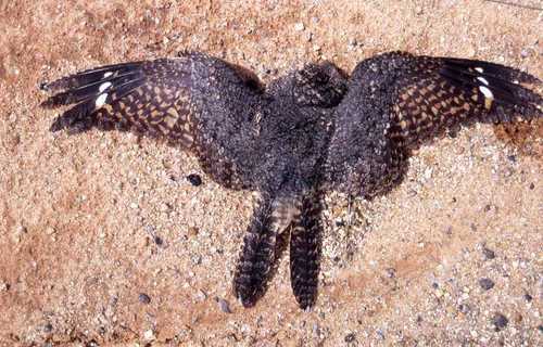 Freckled Nightjar