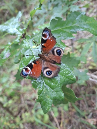 European Peacock Butterfly