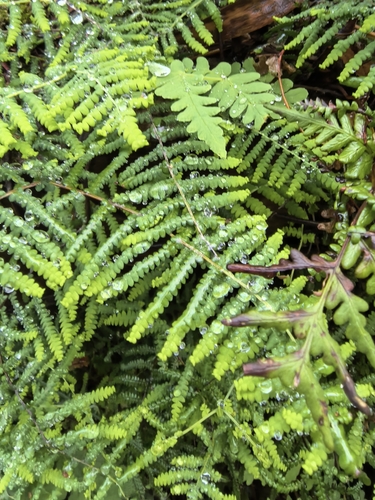 Gleichenia polypodioides, photograph 3