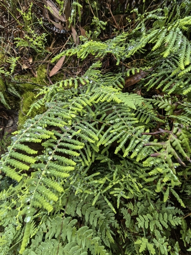Gleichenia polypodioides, photograph 4