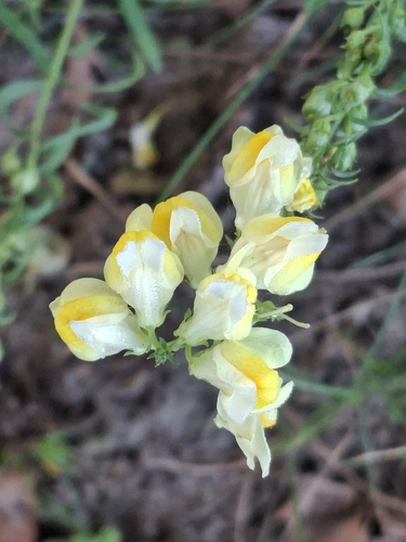 common toadflax