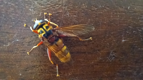Milesia crabroniformis