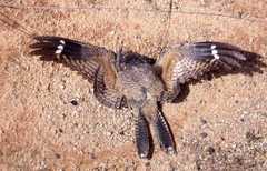 Freckled Nightjar photo 3