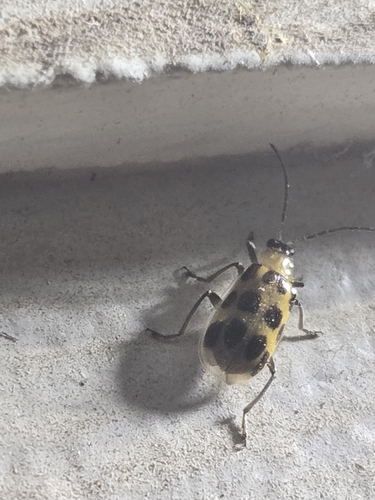 Spotted Cucumber Beetle