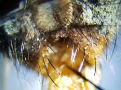 Oxysarcodexia ventricosa