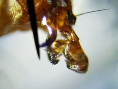 Oxysarcodexia ventricosa