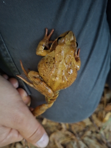 European Common Frog