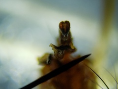 Oxysarcodexia ventricosa