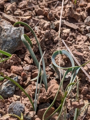 Allium falcifolium