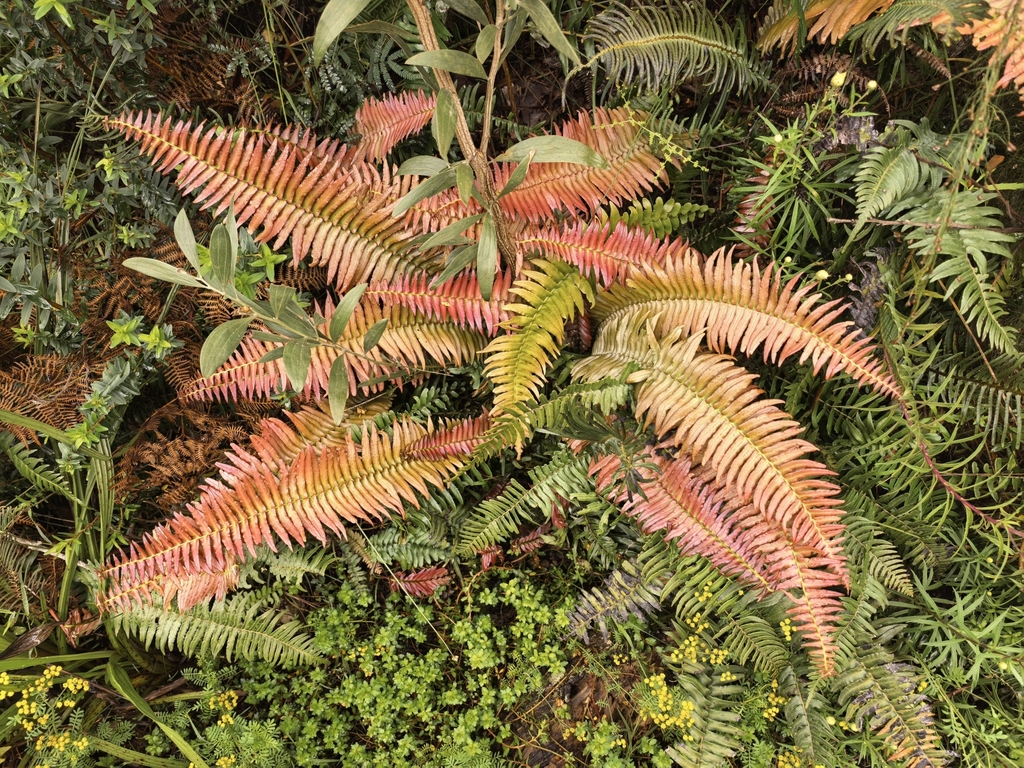 Blechnum punctulatum; photograph author not stated, no rights reserved