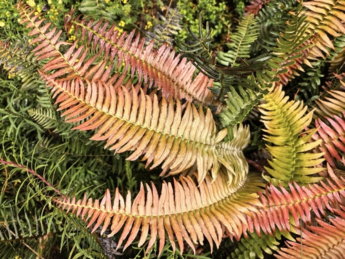 Blechnum punctulatum, photograph 6