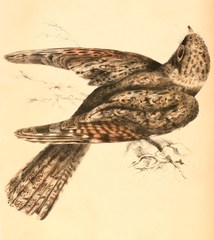 Freckled Nightjar photo 4