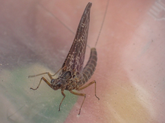 Callibaetis ferrugineus hageni