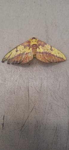 Imperial Moth