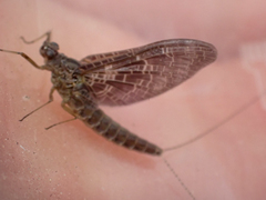 Callibaetis ferrugineus hageni