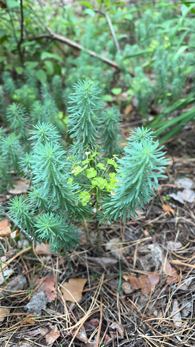 cypress spurge