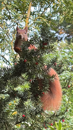 Eurasian Red Squirrel