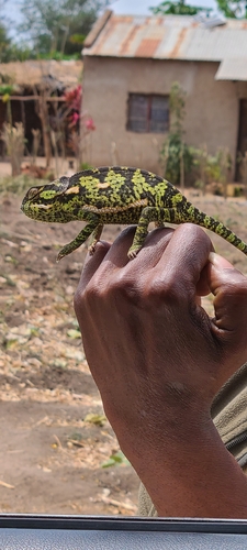 Flap-necked Chameleon