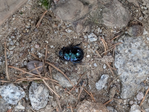 Springtime Dung Beetle