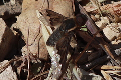 Hemipenthes seminiger