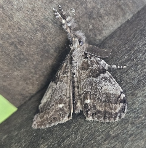 White-marked Tussock Moth