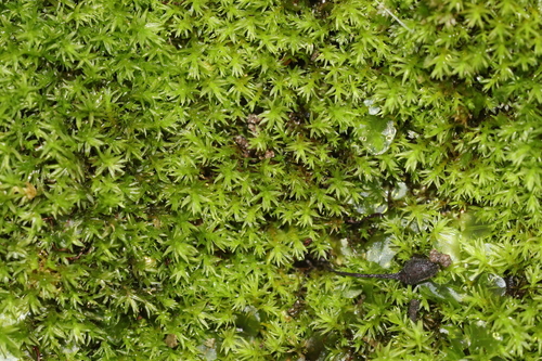 Dichodontium pellucidum observed 2026-09-11