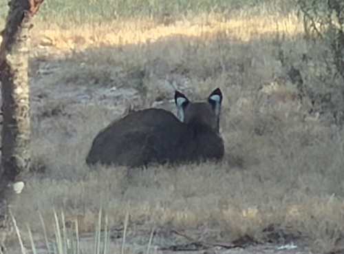 Bobcat