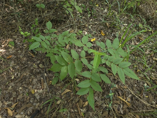 Rhus chinensis, photograph 4
