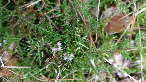 common heather