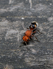 Pseudomethoca vanduzei