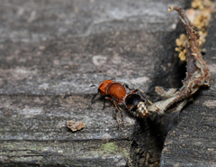 Pseudomethoca vanduzei