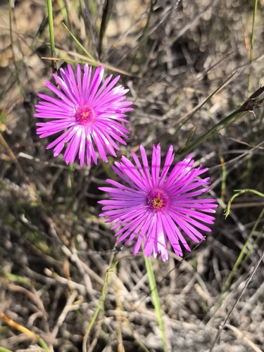 Lampranthus emarginatoides