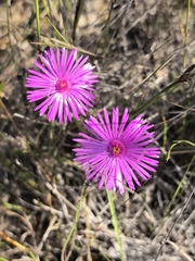 Lampranthus emarginatoides