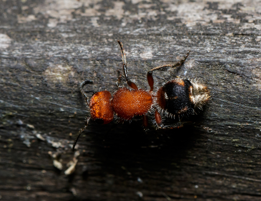 Pseudomethoca wickhami