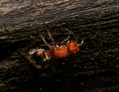 Pseudomethoca vanduzei