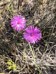author not stated, no rights reserved Lampranthus emarginatoides, photograph author not stated, no rights reserved