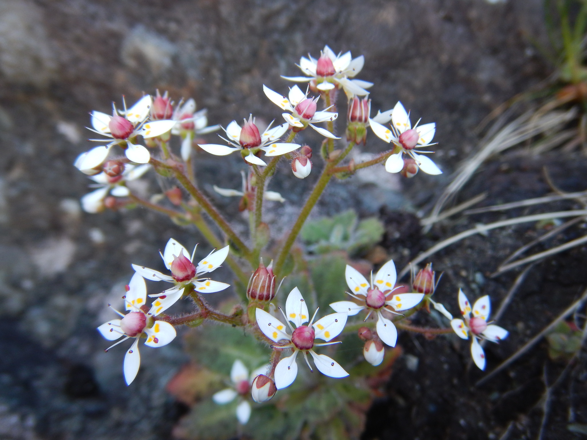 Micranthes ferruginea