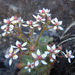 Micranthes ferruginea - Photo (c) Eva Ullström, algunos derechos reservados (CC BY-NC), subido por Eva Ullström