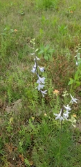 Delphinium carolinianum virescens