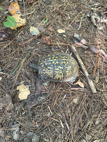 Eastern Box Turtle