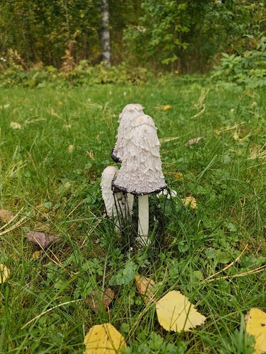 Shaggy Mane