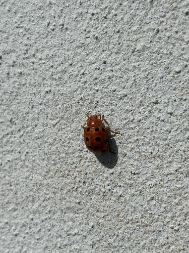 Melon Ladybird